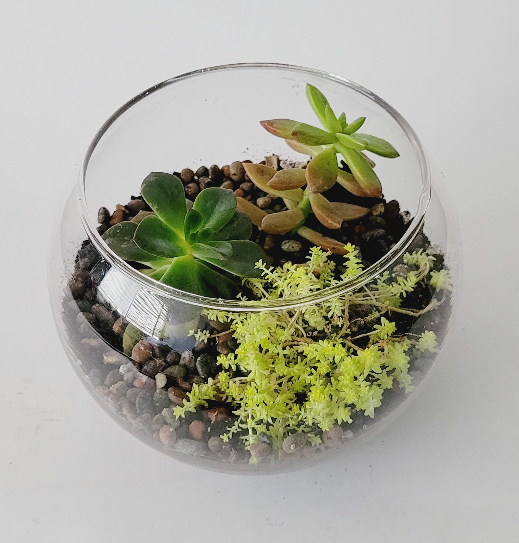 Terrario Agata - Imagen 2