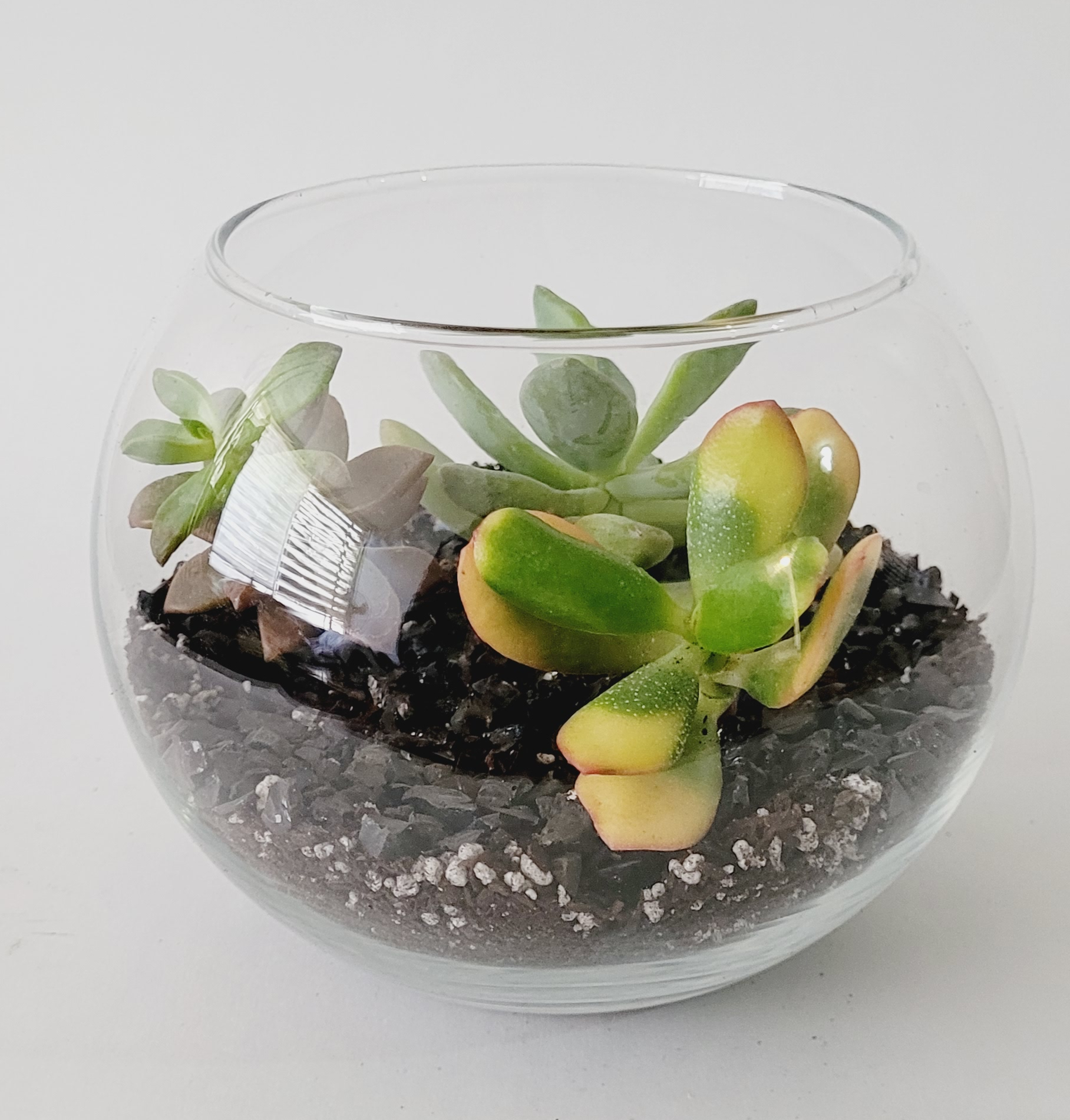 Terrario Obsidiana