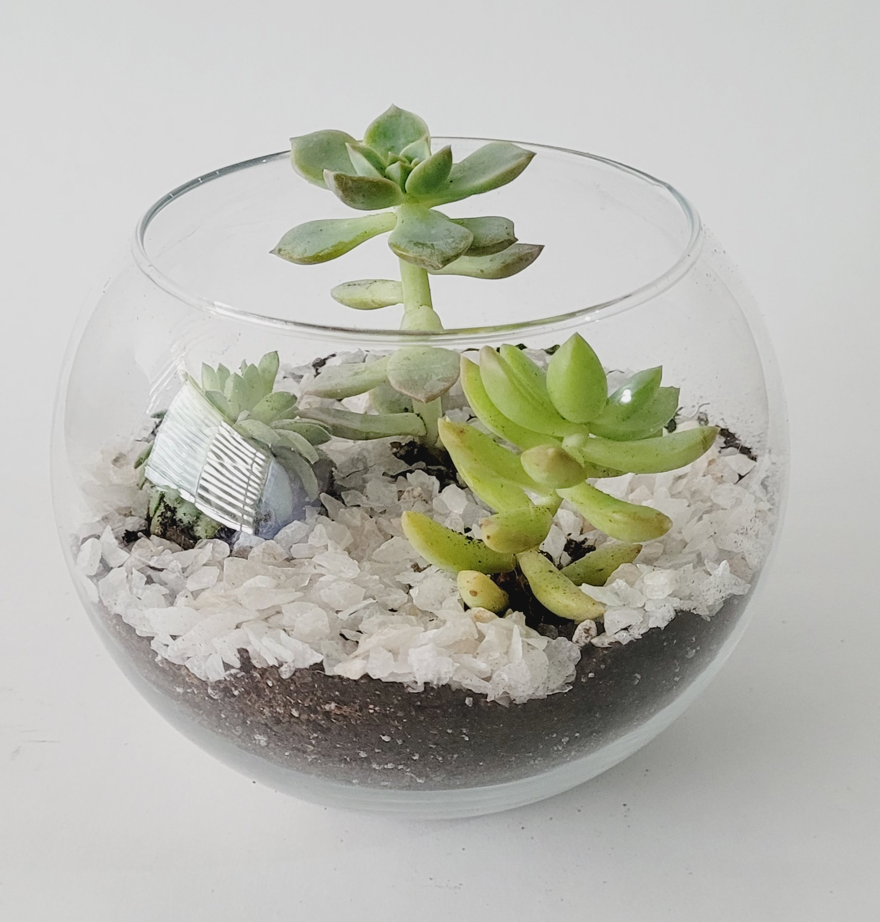 Terrario Selenita