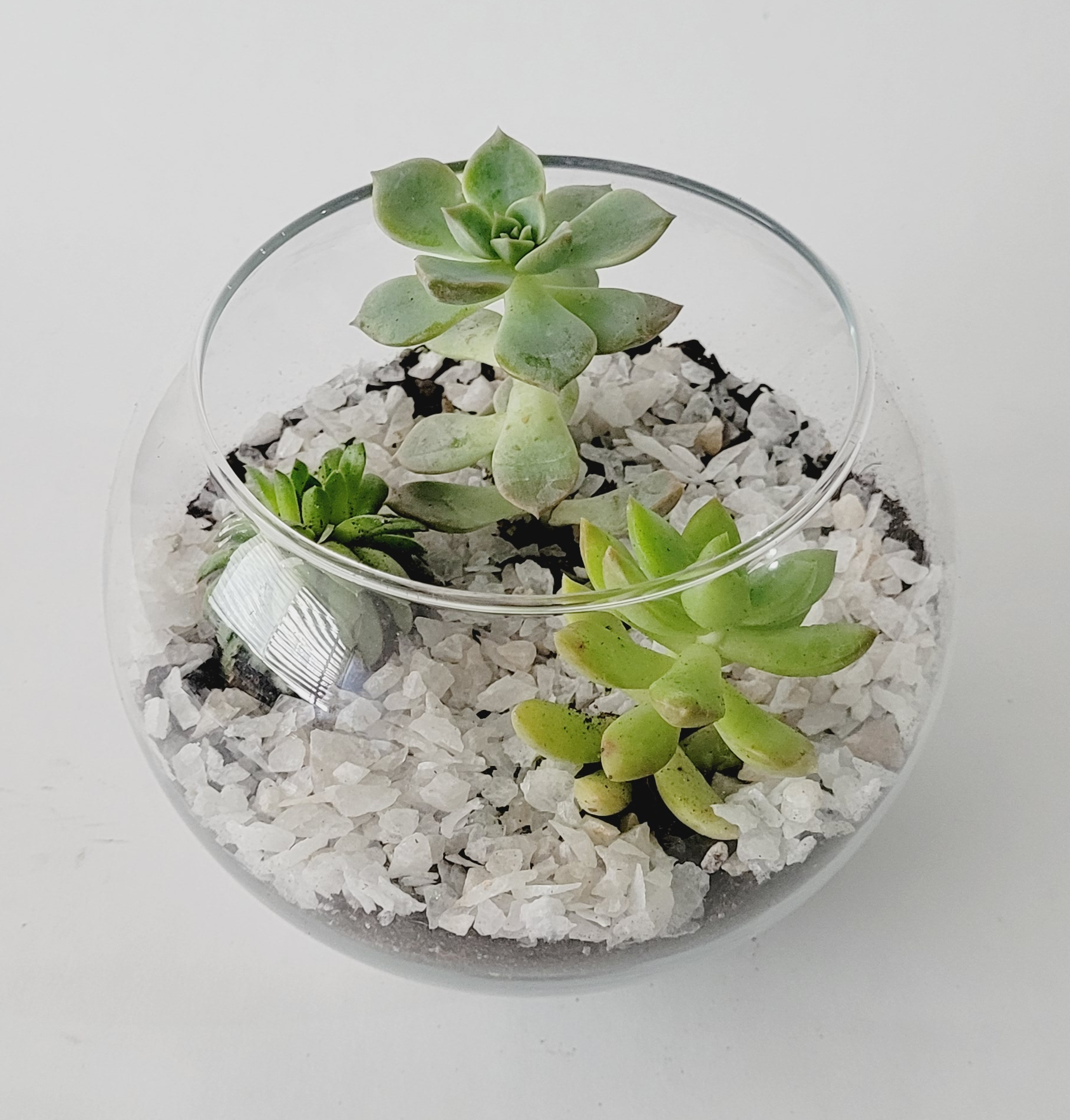 Terrario Selenita - Imagen 3
